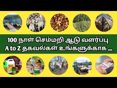 100 நாட்கள் ஆடு வளர்ப்பு துல்லியமான வரவு செலவு மற்றும் இலாப விபரங்கள்/AJS GOAT FARMS