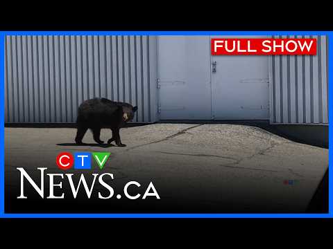 Warmer weather brings out bears in the region | CTV News Northern Ontario at Five for Apr. 8, 2026
