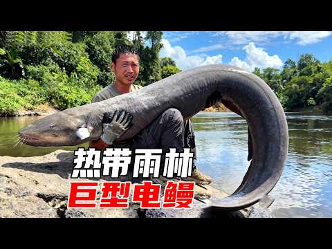 亚马逊热带雨林野外生存探索第二天：平头哥吃食人鲳的生鱼片一点也不嫩，意外钓到十几斤亚马逊巨型电鳗，真的太惊喜了【户外平头哥】