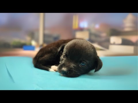 Small Crying Puppy Changes Completely after being Rescued