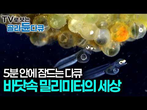 심해 바닷속에 사는 괴생물체의 정체, 치열한 삶을 사는 작은 생물들의 삶과 죽음 그리고 생존전략｜심해 수면 다큐｜다큐프라임｜#골라듄다큐