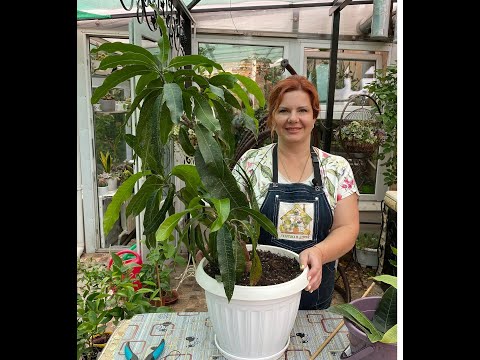 Как привить пятилетний манго 🌱🍊🍋🏡