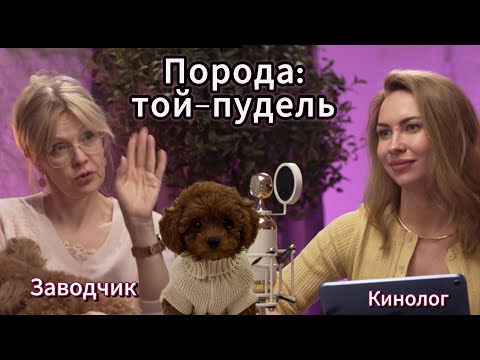 Poodle: The Truth About the Breed! Is It Worth Buying?