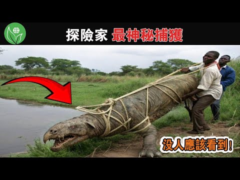 探險家捕獲了沒人能看到的東西，如果不是被攝像機拍到，這些令人毛骨悚然的事情，根本沒人相信！ #神秘的生物#可怕的生物#樹林中的生物