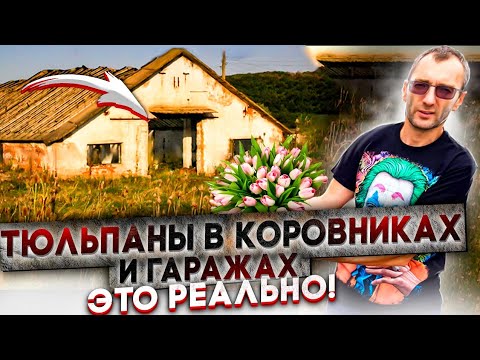 Как вырастить тюльпан в закрытом помещении