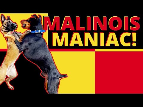 Most Difficult Malinois to Date! Dominant, Hard Headed Dog Needs Help!