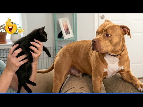 Smarty Funny Animal Video Clips 😹🐶The Funniest Dog Moments Compilation 🤣