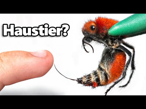 Ich Habe ein Haustier Kuh-Killer (schmerzhaftester stich)