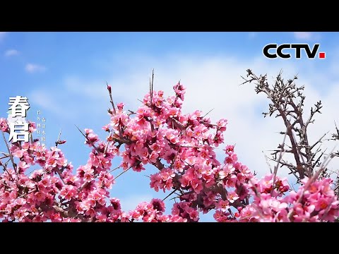 四季流转美如画，一起感受内蒙古杭锦旗的生态之美 | CCTV