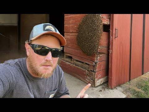 Massive Wild Bee Swarm Tried Moving Into Our Barn!