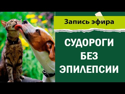 Судороги без эпилепсии у животных