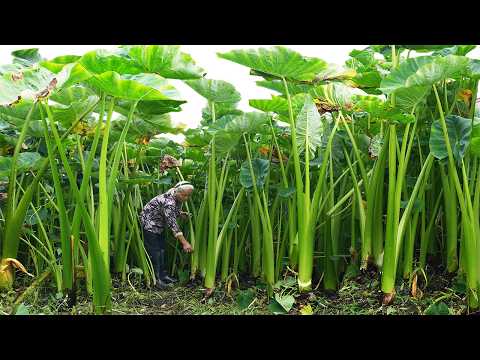 Grandma uses wild taro seedlings to make traditional Chinese food | Guangxi Grandma