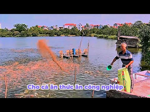 Intensive tilapia farming yields high economic returns.