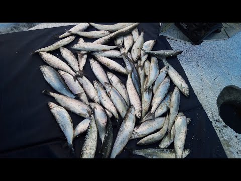 Убойная гирлянда на рипуса