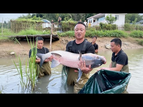 23条鱼，塘主居然要价46000元？鱼塘里面能有什么大货？#捕鱼#户外#抓鱼