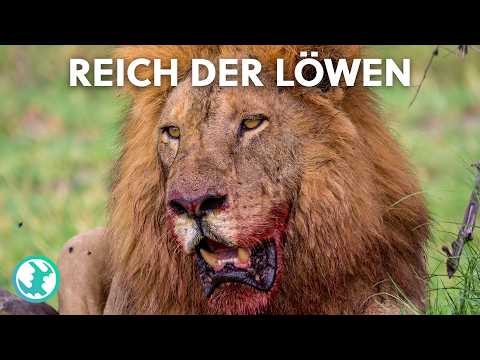 Kein Platz für Zwei: Der brutale Kampf zwischen Vater und Sohn im Löwenrudel