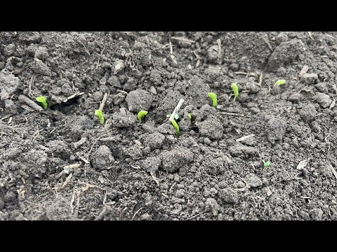 Всходи озимого гороху 2025