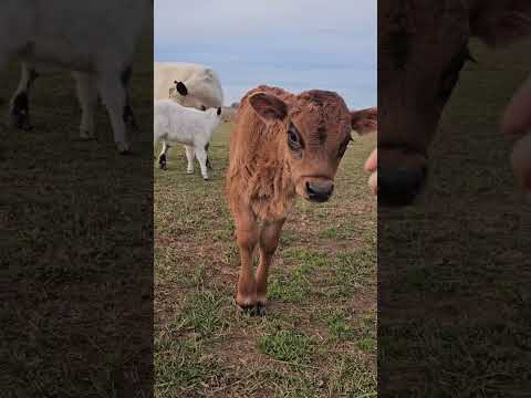 So much fluff...so much chaos 🤣💥 Watch the funniest pets of the week on YouTube NOW!!!