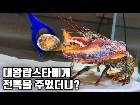대형랍스타가 전복을 먹더니 정말 황당한 일이 벌어졌네요 ㅋㅋ