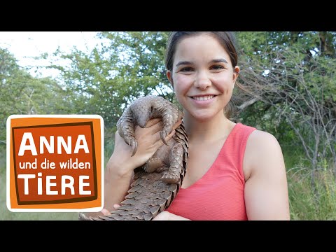 Das Tannenzapfentier | Reportage für Kinder | Anna und die wilden Tiere