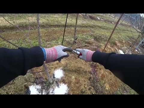 버건디펄 애보니펄 1~2년생전정