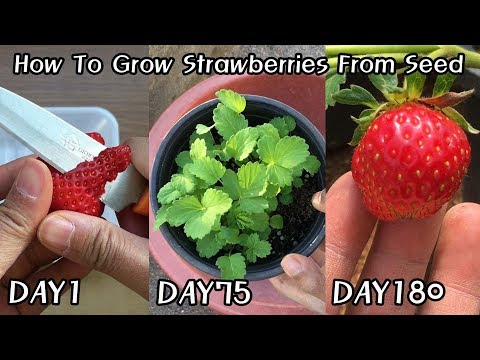 공짜로 딸기 모종 얻는 방법!ㅣHow To Grow Strawberries From Seed