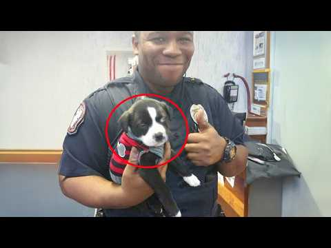 When A K9 Puppy Got His First Day On The Job! 😂 Funny Dog Videos 2025