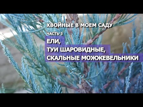 ХВОЙНЫЕ В МОЕМ САДУ Часть 3: ЕЛИ, ТУИ ШАРОВИДНЫЕ, СКАЛЬНЫЕ МОЖЖЕВЕЛЬНИКИ | Хвойные растения в саду