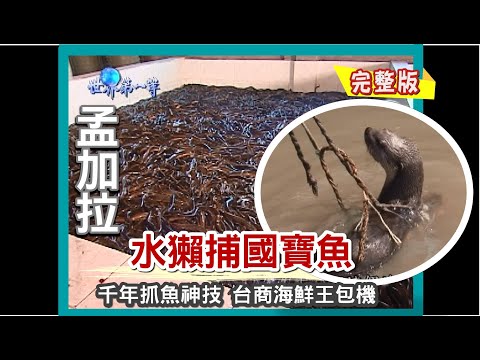 【孟加拉】水獺抓國寶魚 千年神技 海鮮水產台商天霸王 包機出貨（野生大螃蟹／蛇頭鱔／國寶魚鰣魚）｜《世界第一等》353集完整版 唐振剛 SD