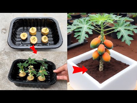 Papaya growing technique with this great and simple tip just use 1 ripe banana