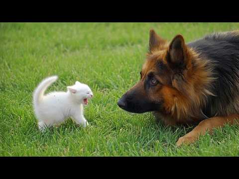 Hilarious GERMAN SHEPHERDS Encounters with Small Animals 🤣 Funniest Animals Video
