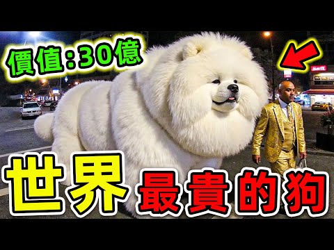 全世界最貴的10種狗！藏獒只排第4，第一名價值高达30億，能買260輛法拉利。|#世界之最top #世界之最 #出類拔萃 #腦洞大開 #環球之最 #top10 #最貴的狗