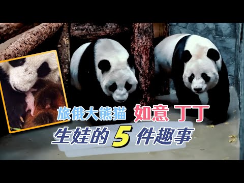 旅俄大熊猫如意和丁丁生娃的5件趣事：丹麦的星二无辜躺枪，灵岩和津柯为何也来凑热闹？