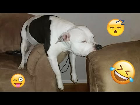 I dare you not to LAUGH at these FUNNY DOGS 😁🦮 - Best Funny Animals Videos 2025 #129