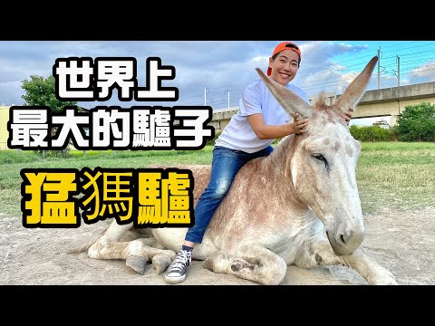 童話走出來的溫柔巨獸 猛獁驢 直擊野性馬兒兇猛飛踢 珍貴馴馬畫面大公開【昆蟲擾西上課了！】
