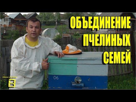 Combining bee colonies through the newspaper.