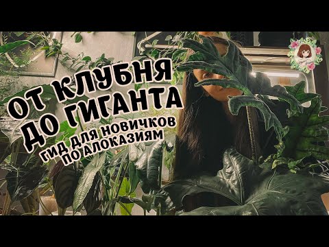 🌱💧 FROM TUBER TO GIANT: How I care for alocasias! Repotting, rerooting, etc. #alocasia