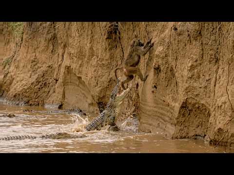 The Baboon Is One Slip From the Crocodiles — and the Cliff Won’t Hold