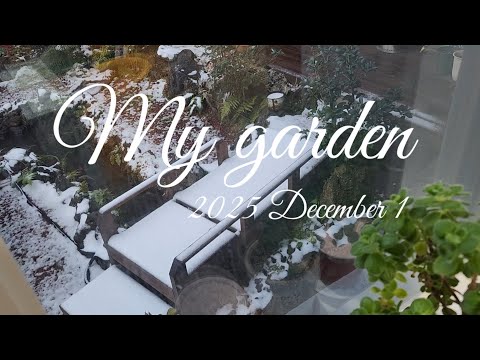 ♧제주귀촌 라이프 #제주도 #정원 ☆월동준비 ☆다알리아 수확, 보관 ☆겨울꽃 --제라늄, 칼란디바, 사랑초, 튜베로즈, 포인세티아, 가재발선인장 