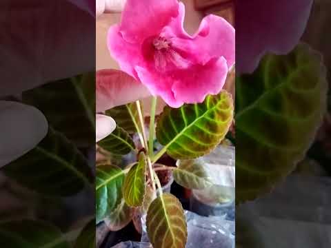 О глоксиниях.