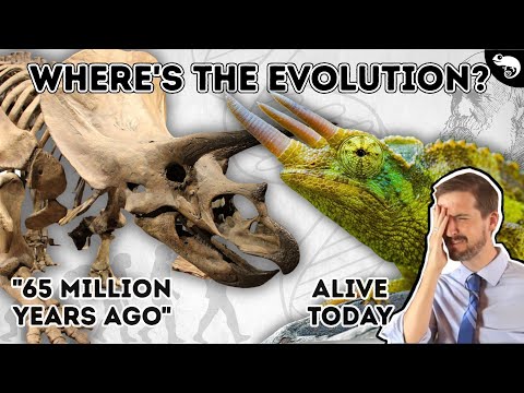 Evolutionary Biologist Reacts to Creationist Arguments