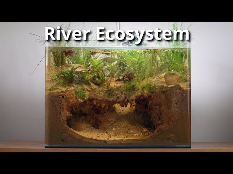 I Recreated the Home of One of the Shortest-Lived Fish