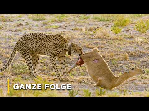 Wenn der Regen kommt, erwacht das Leben in Afrikas Wildnis neu | Geschichten aus Sambia 103
