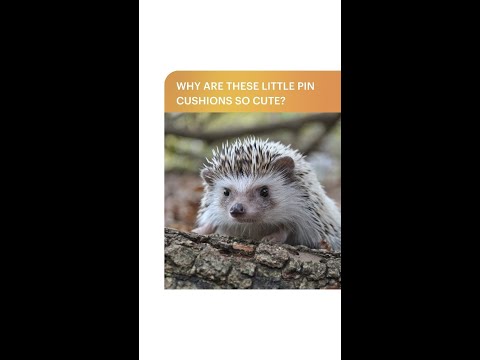 Don’t poke the plushie! #shorts #hedgehog #naturescuteset