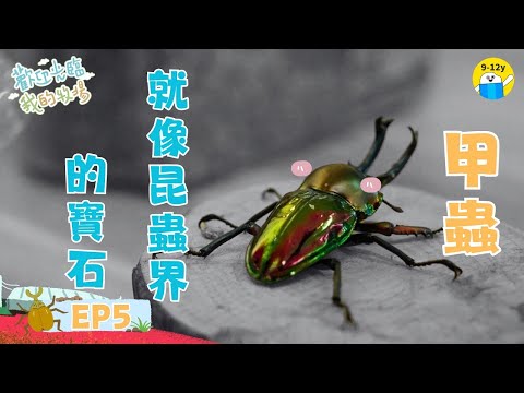 甲蟲就像昆蟲界的寶石🪲｜#歡迎光臨我的牧場 EP5 ▸▸8歲女孩的甲蟲館生活｜小公視