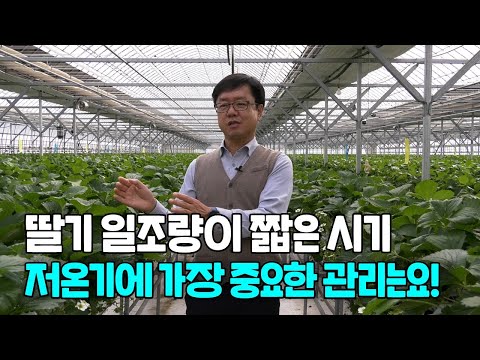 딸기재배 일조량이 짧은 저온기 가장 중요한 관리는? (강사 김종필)