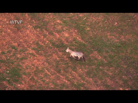 Escaped Zebra Still on the Loose Days After Going Missing From Tennessee Stable