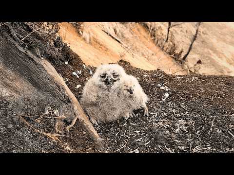 Two young owls with ungrown feathers cuddle close, gradually growing feathers under his kind care.