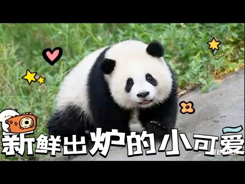 【可愛熊貓】又上新小熊了，见一个爱一个的猫粉们快去认领心（新）上熊吧！#国宝大熊猫 #大熊猫潘旺崽 #大熊猫大白