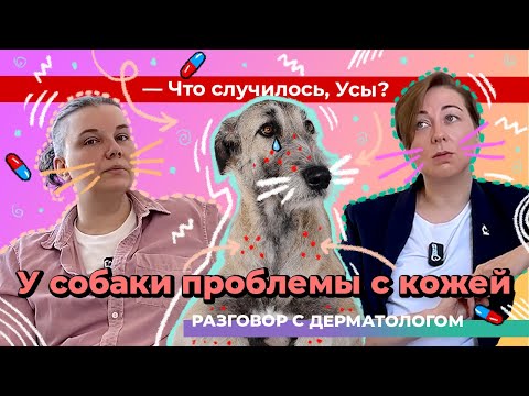 У собаки проблемы с кожей. Разговор с дерматологом